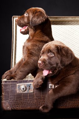 Two puppies of Labrador retriever in vintage suitcase clipart