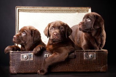 üç yavru labrador Retriever vintage çanta içinde