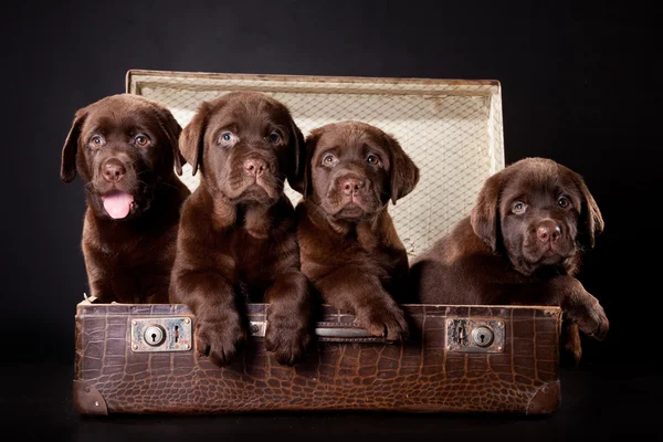 Четыре щенка лабрадора ретривера в винтажном чемодане — стоковое фото