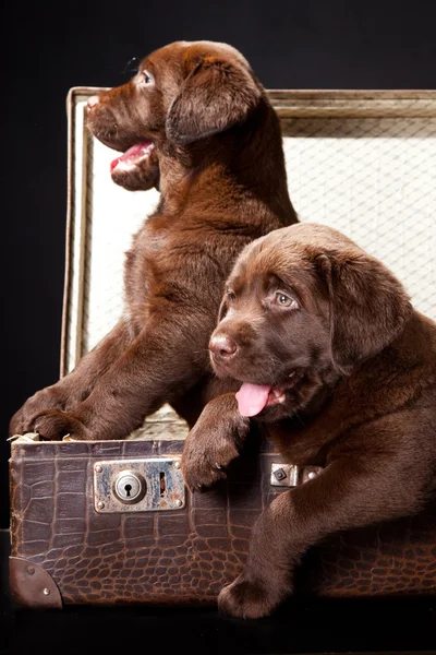 To hvalpe Labrador retriever i vintage kuffert - Stock-foto