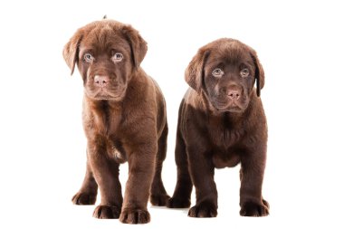 İki çikolatalı retriever puppies izole beyaz