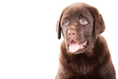 yakın çekim portre çikolata retriever köpek yavrusu