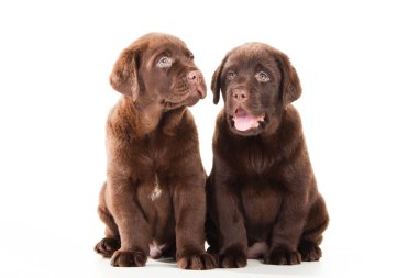 İki çikolatalı retriever puppies izole beyaz