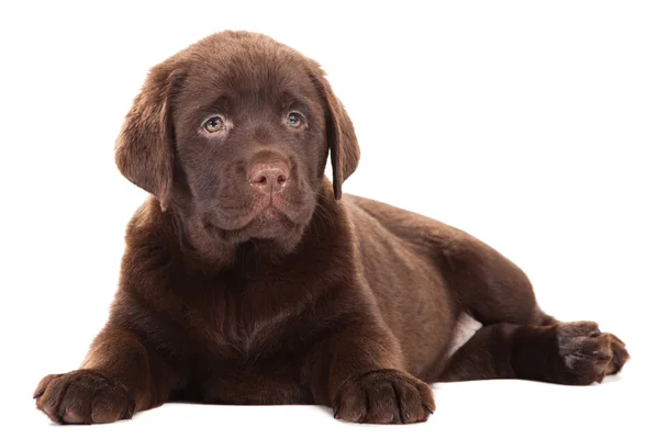 격리 된 화이트 초콜릿 리트리버 강아지 — 스톡 사진