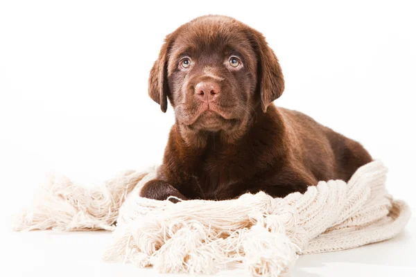 Chocolate Retriever puppy with woolen scarf on white — Stock Photo, Image