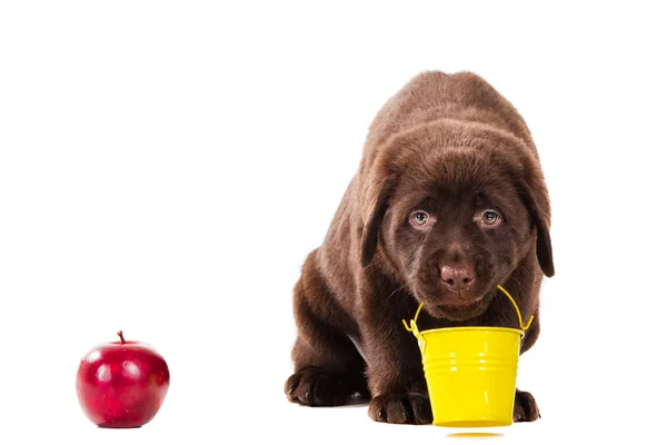 Čokoládový retrívr štěně s kbelík a apple na izolované bílá — Stock fotografie