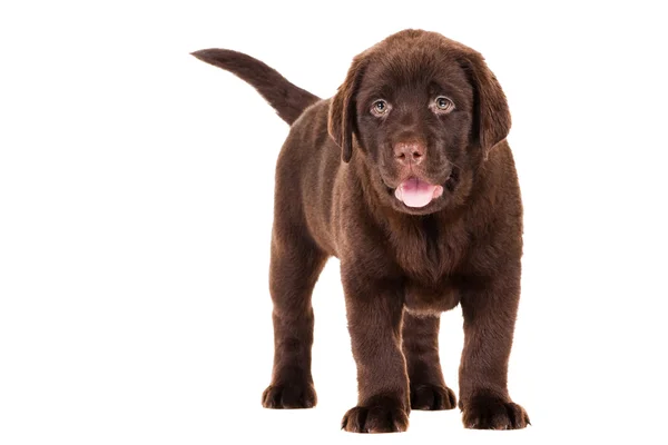 Cachorro Chocolate Retriever en blanco aislado —  Fotos de Stock