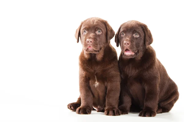 孤立白色底上的两个小巧克力猎犬 — 图库照片