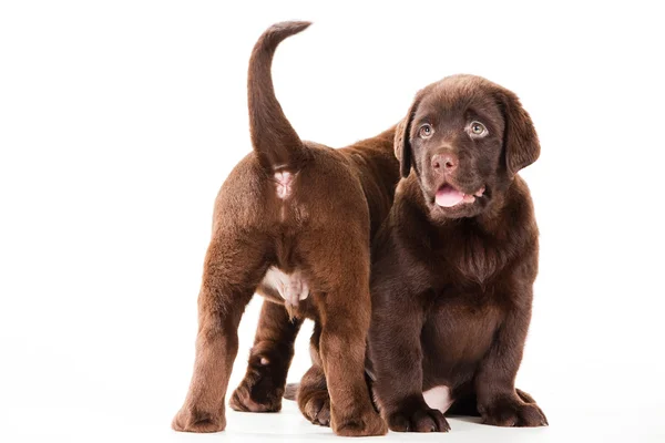 Dois cachorros Chocolate Retriever em branco isolado — Fotografia de Stock
