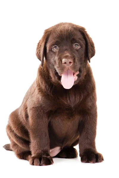 Chocolade retriever pup op geïsoleerde Wit — Stockfoto