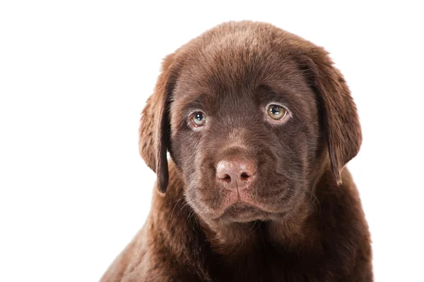 Retrato de cerca del cachorro Chocolate Retriever — Foto de Stock