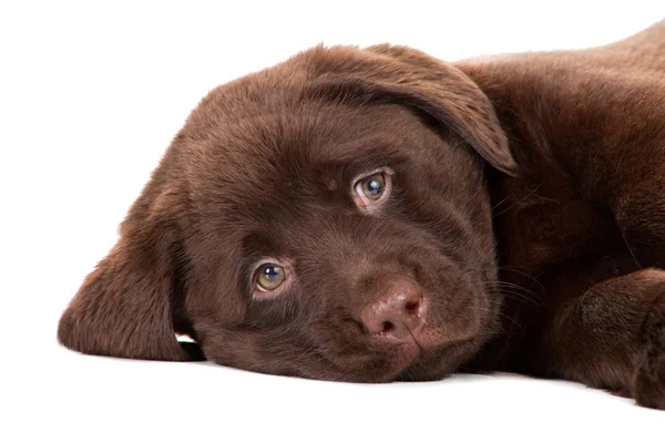 Close-up portrait of Chocolate Retriever puppy on isolated white — Stock Photo, Image