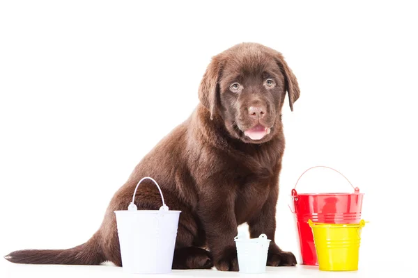 Ambil anak anjing dengan tiga ember pada putih terisolasi — Stok Foto