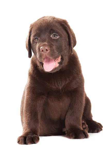 Izole beyaz çikolata retriever köpek yavrusu — Stok fotoğraf