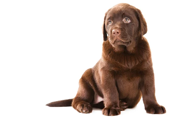 격리 된 화이트 초콜릿 리트리버 강아지 — 스톡 사진