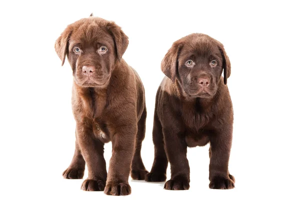 Dois cachorros Chocolate Retriever em branco isolado — Fotografia de Stock