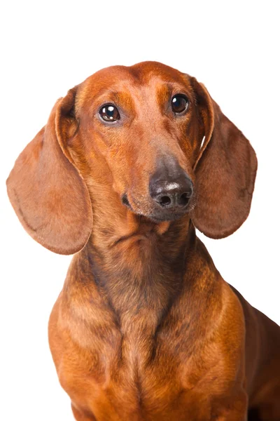Dachshund Dog — Stock Photo, Image