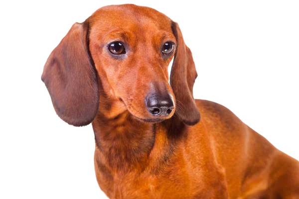 Dachshund Dogs บนสีขาวโดดเดี่ยว — ภาพถ่ายสต็อก