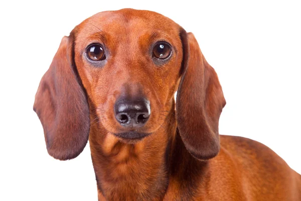 Dachshund Dogs บนสีขาวโดดเดี่ยว — ภาพถ่ายสต็อก
