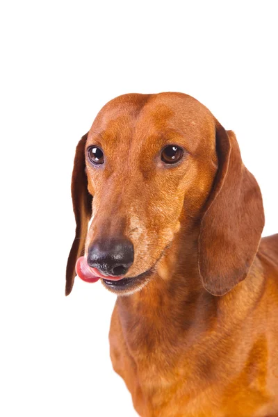 Dachshund Dog บนสีขาวโดดเดี่ยว — ภาพถ่ายสต็อก