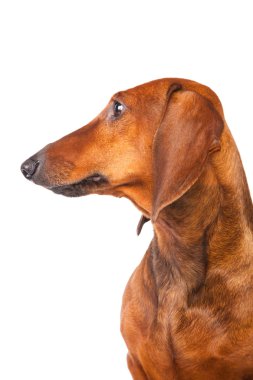 Dachshund Köpek