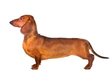 Dachshund Köpek