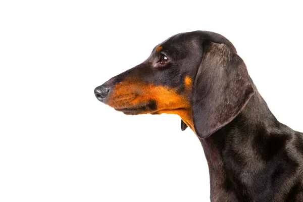 Dachshund anjing — Stok Foto
