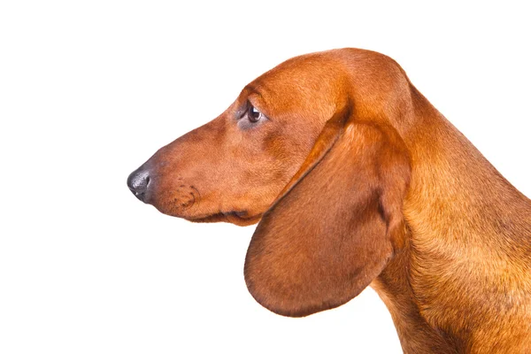 Dackelhund — Stockfoto