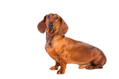 Dachshund Köpek