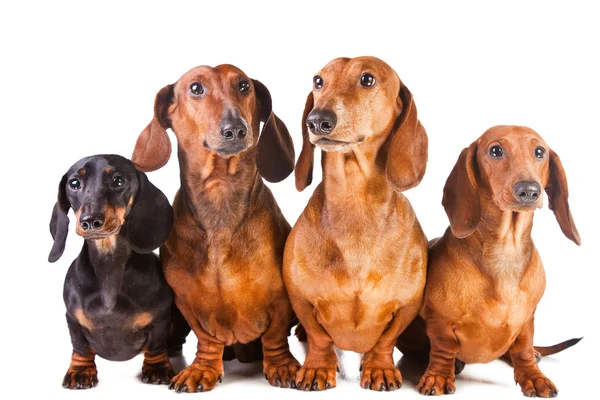 Cuatro perros Dachshund sentados en blanco aislado — Foto de Stock