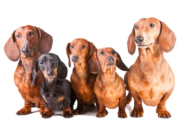 Cinco cães Dachshund sentados em branco isolado — Fotografia de Stock