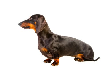 Dachshund Köpek izole beyaz üzerinde oturan