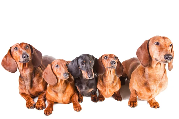 Cinco cães Dachshund sentados em branco isolado — Fotografia de Stock