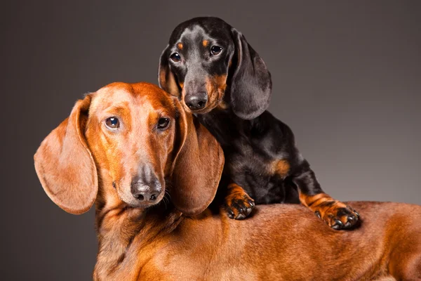 Red and black Dachshund Dogs posing on gray — Stock Photo, Image