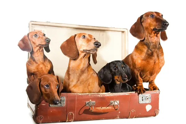 Cinco cães Dachshund em mala vintage em branco isolado — Fotografia de Stock