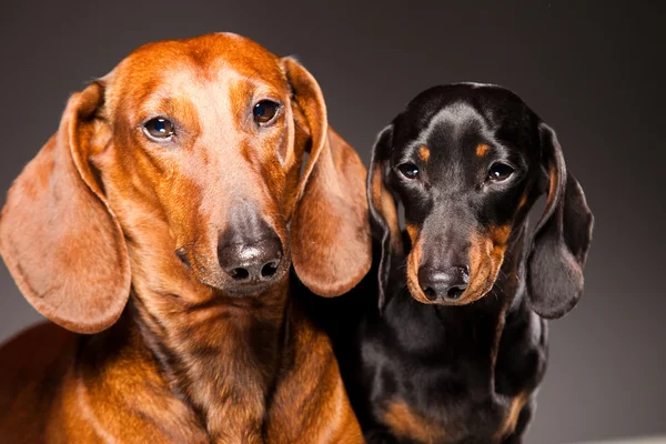 Perros Dachshund rojos y negros posando sobre gris —  Fotos de Stock