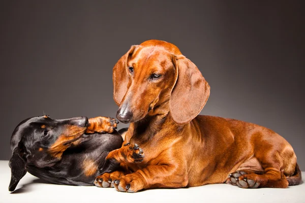 Perros salchicha roja y negra jugando en grisKırmızı ve siyah dachshund köpekler gri üzerine oynamak — Stok fotoğraf