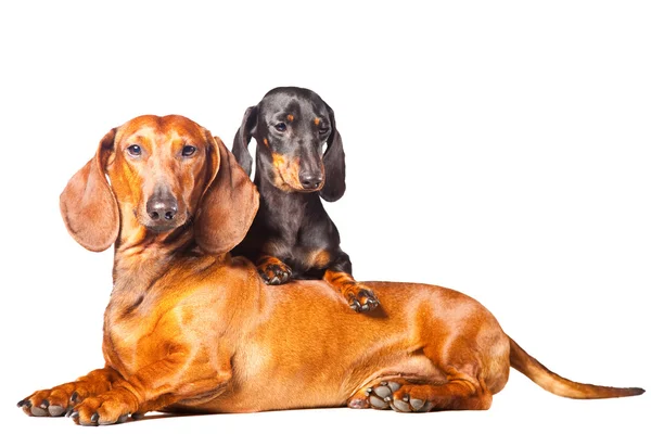 Dachshund Dogs posing on isolated white background — Stock Photo, Image