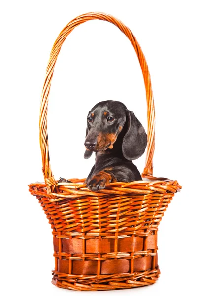 Dachshund Dog sentado em cesta em branco isolado — Fotografia de Stock
