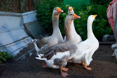 Four geese walking on the farm clipart