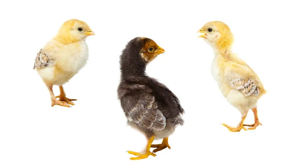 Three easter chickens on isolated white — Stock Photo, Image
