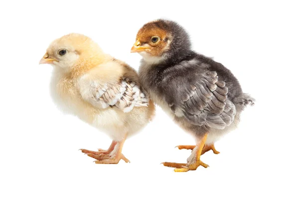 Two easter puffy chickens one on isolated white — Stock Photo, Image