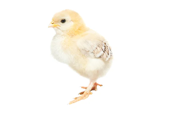 Cute baby chick — Stock Photo, Image
