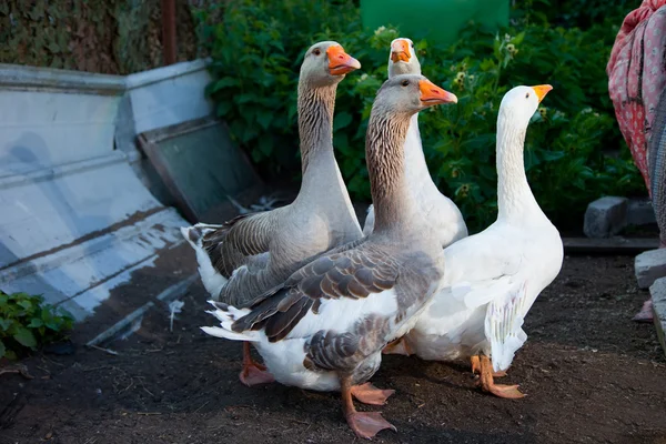 Quatro gansos caminhando na fazenda — Fotografia de Stock