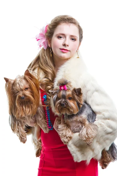 Girl in red with two yorkshire terriers on isolated white — ストック写真