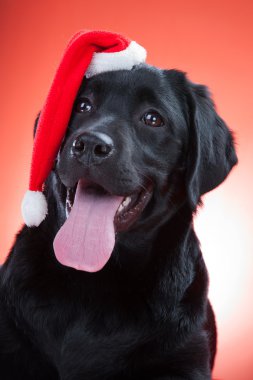 Siyah labrador retriever santa kırmızı şapkası