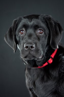 Siyah Labrador Retriever