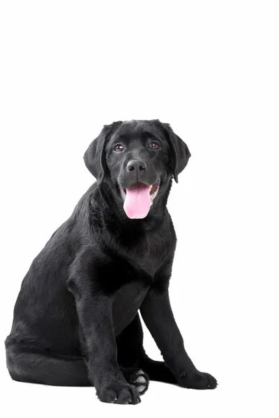 Black Labrador retriever — Stock Photo, Image