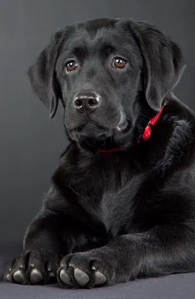Black labrador retriever — Stock Photo, Image