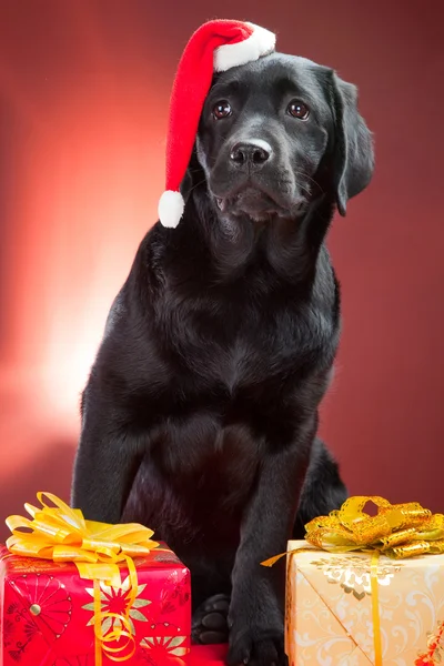 头戴红色帽的圣诞老人的黑色拉布拉多犬 — 图库照片
